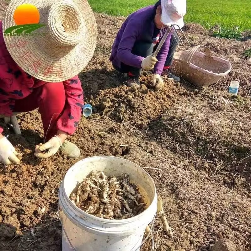 【螺丝菜】精品优质玉环菜，又名宝塔菜鲜货产地直发