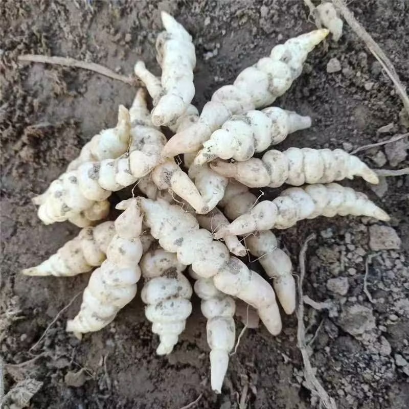 【螺丝菜】精品优质玉环菜，又名宝塔菜鲜货产地直发