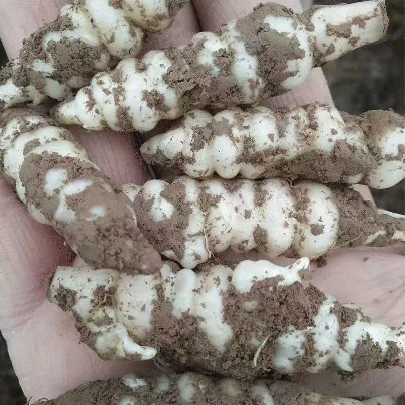 【螺丝菜】精品优质玉环菜，又名宝塔菜鲜货产地直发