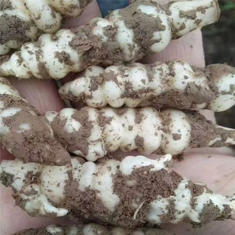 【螺丝菜】精品优质玉环菜，又名宝塔菜鲜货产地直发