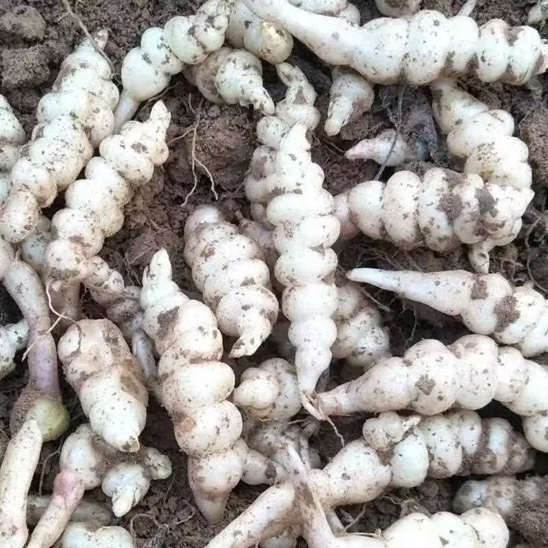 【螺丝菜】精品优质玉环菜，又名宝塔菜鲜货产地直发