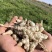 【螺丝菜】精品优质玉环菜，又名宝塔菜鲜货产地直发