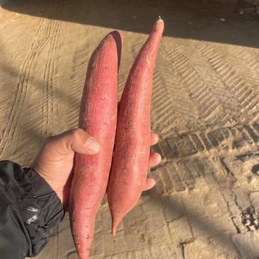 河北西瓜红烟薯25龙薯大型基地保质保量对接全国客商