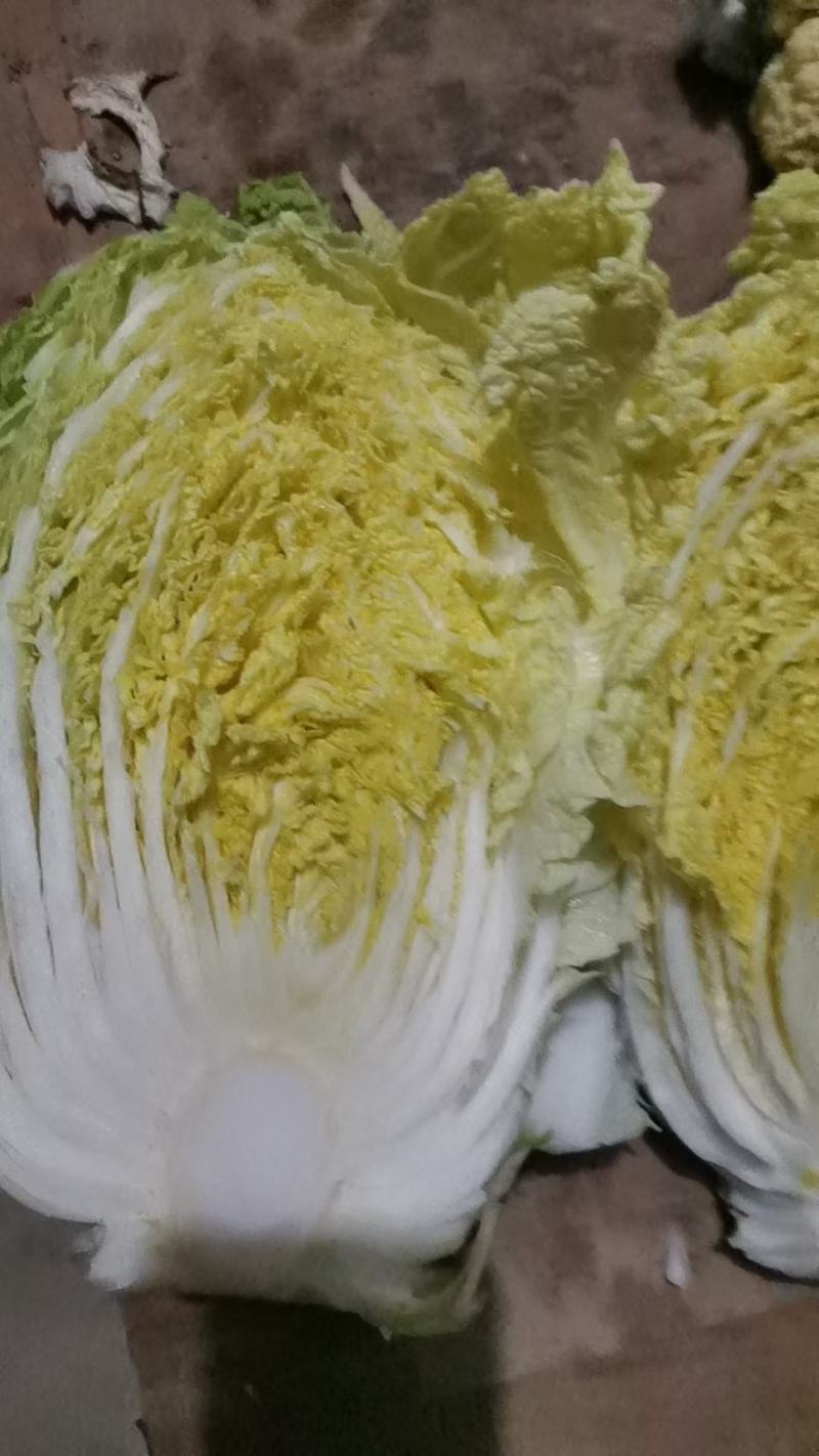 白菜大量上市中，黄芯菜，团头菜等品种都有，欢迎新老朋友前
