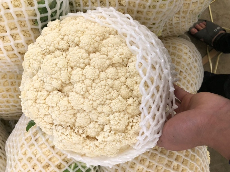 松花菜青梗白面松花菜有机花菜小米粒大米粒散花无黑点