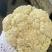 松花菜青梗白面松花菜有机花菜小米粒大米粒散花无黑点