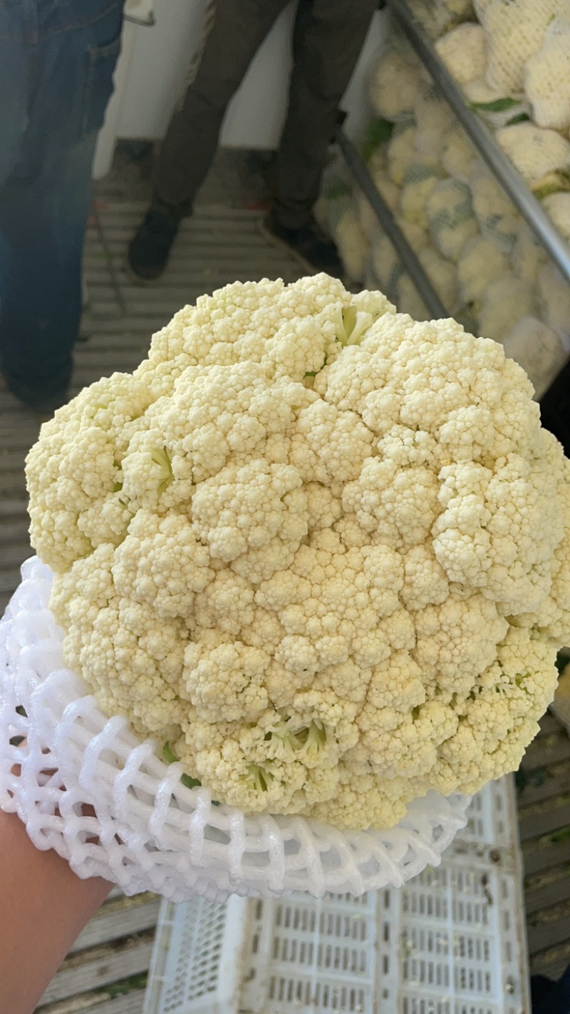 松花菜青梗白面松花菜有机花菜小米粒大米粒散花无黑点