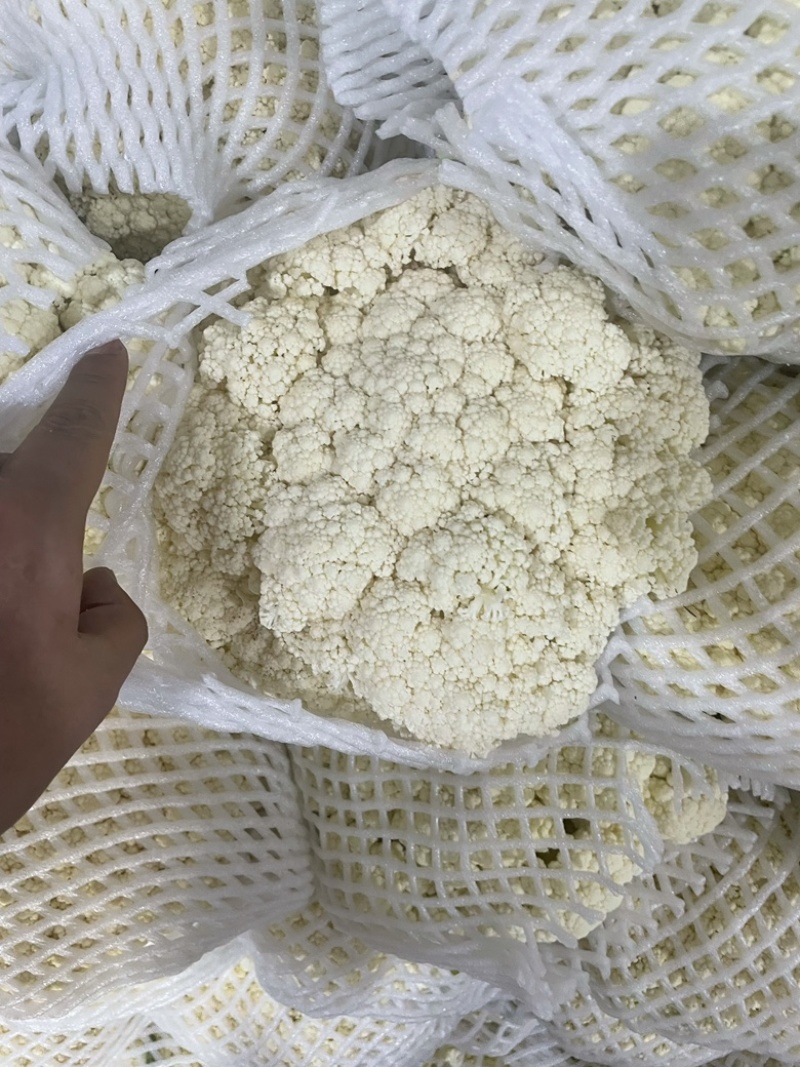 松花菜青梗白面松花菜有机花菜小米粒大米粒散花无黑点