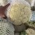 松花菜青梗白面松花菜有机花菜小米粒大米粒散花无黑点