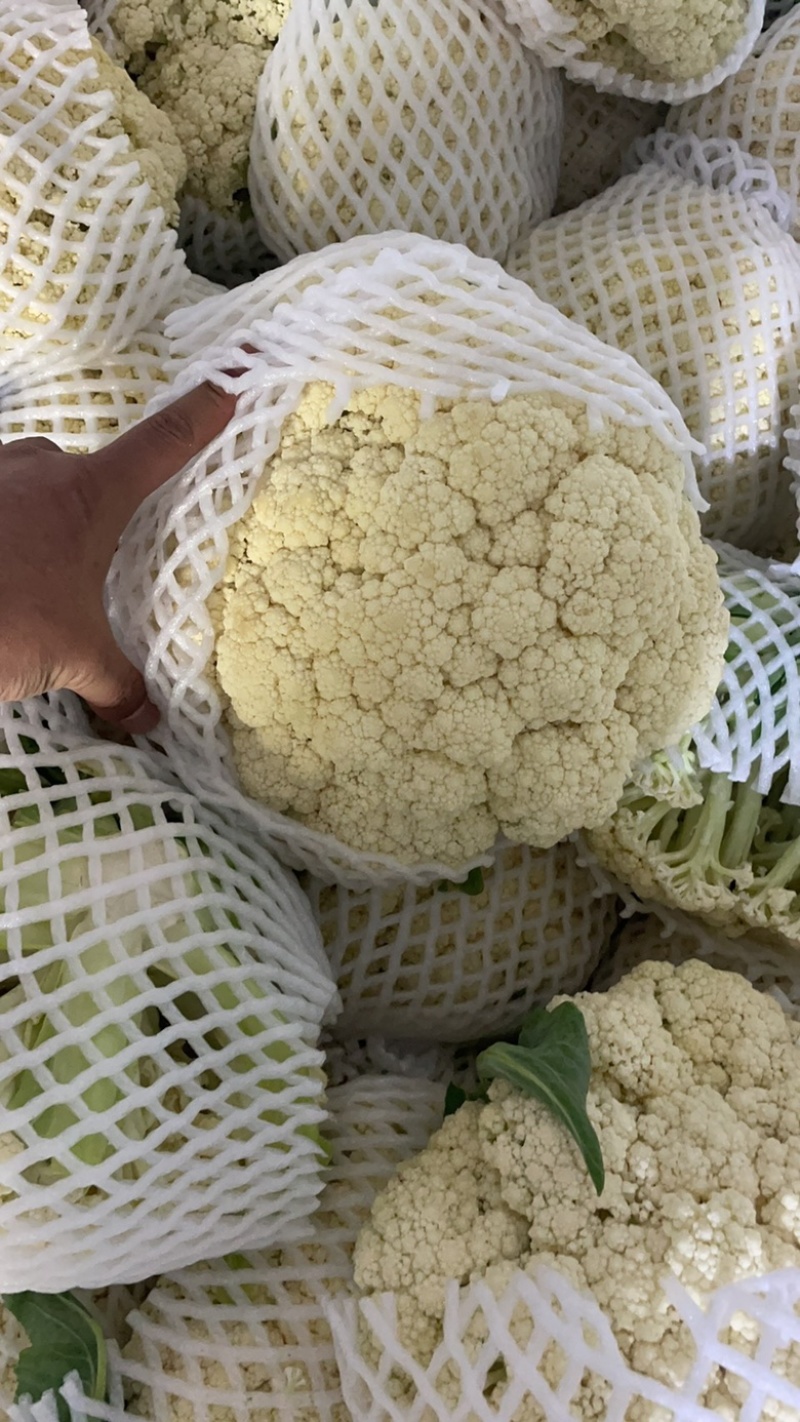 松花菜青梗白面松花菜有机花菜小米粒大米粒散花无黑点