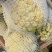 松花菜青梗白面松花菜有机花菜小米粒大米粒散花无黑点