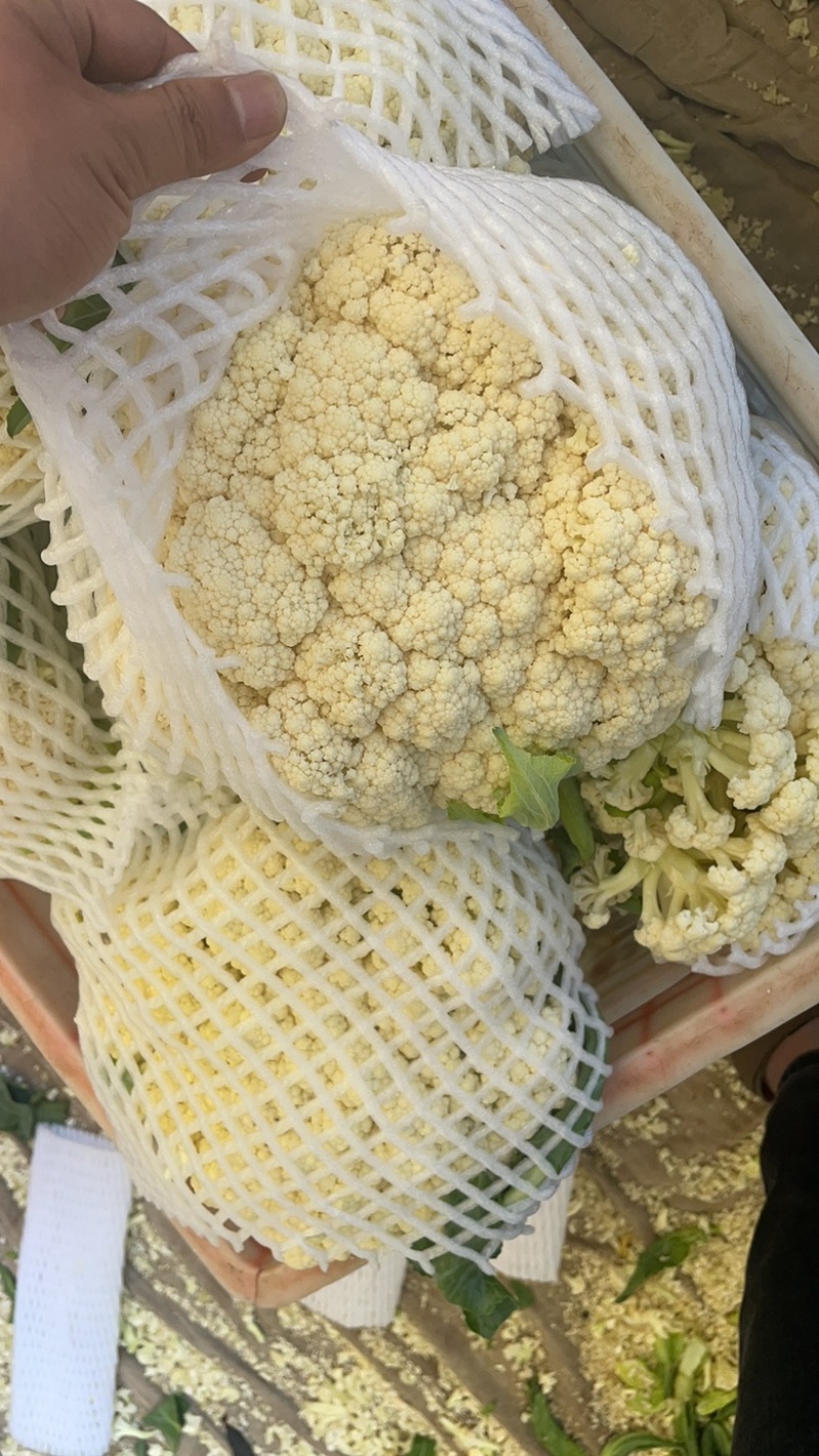 松花菜青梗白面松花菜有机花菜小米粒大米粒散花无黑点