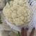松花菜青梗白面松花菜有机花菜小米粒大米粒散花无黑点