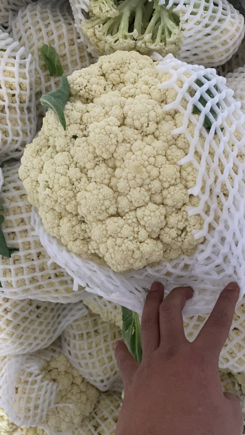 松花菜青梗白面松花菜有机花菜小米粒大米粒散花无黑点