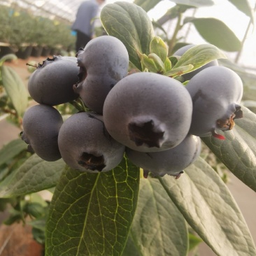 云南花香蓝莓山地蓝莓高原蓝莓脆甜香果型大