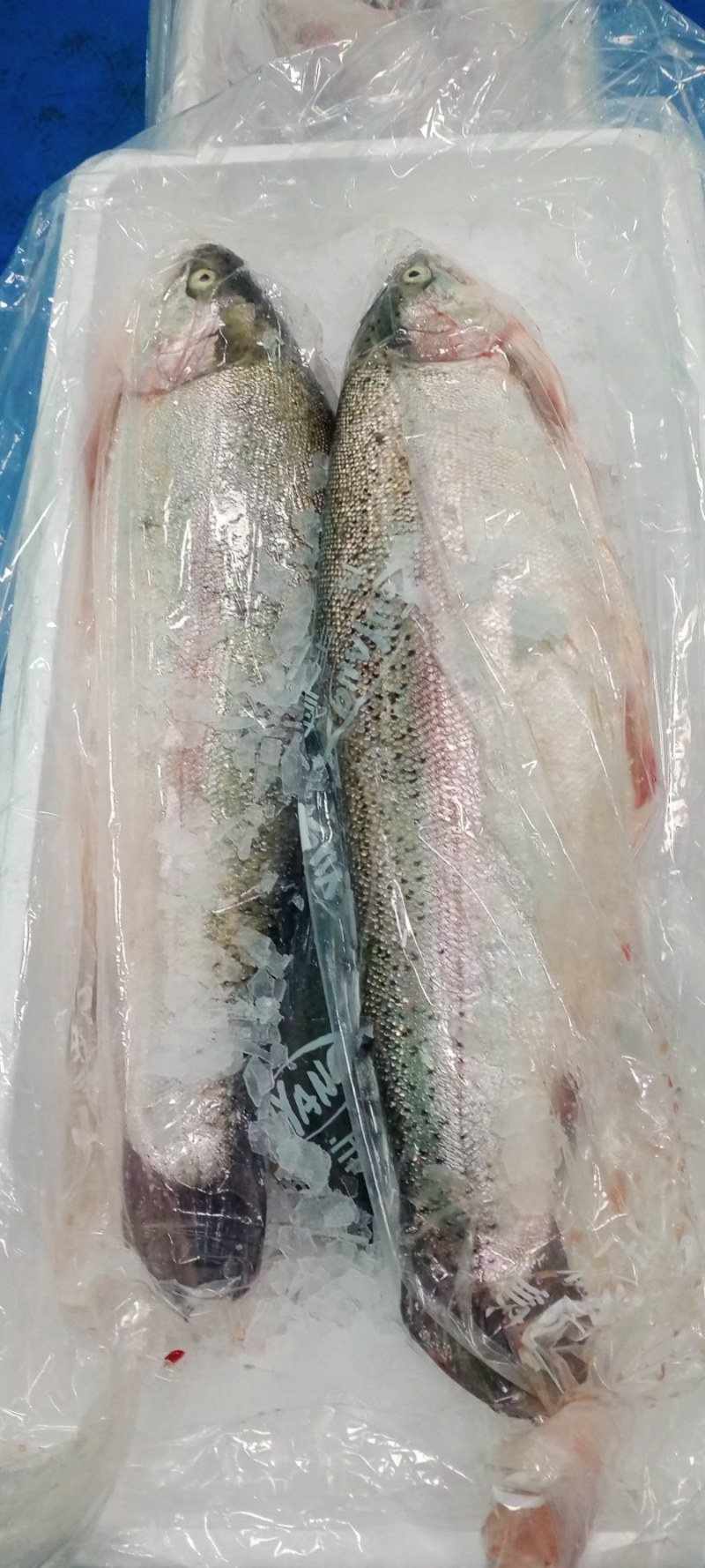 青海龙羊峡三文鱼