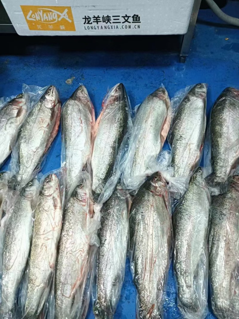 青海龙羊峡三文鱼