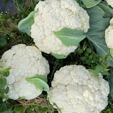 松花菜青梗白面松花菜有机花菜小米粒大米粒散花无黑点