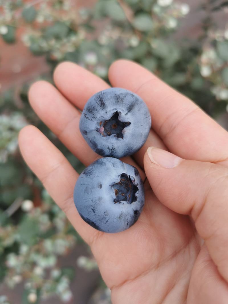 云南花香蓝莓山地蓝莓高原蓝莓脆甜香果型大