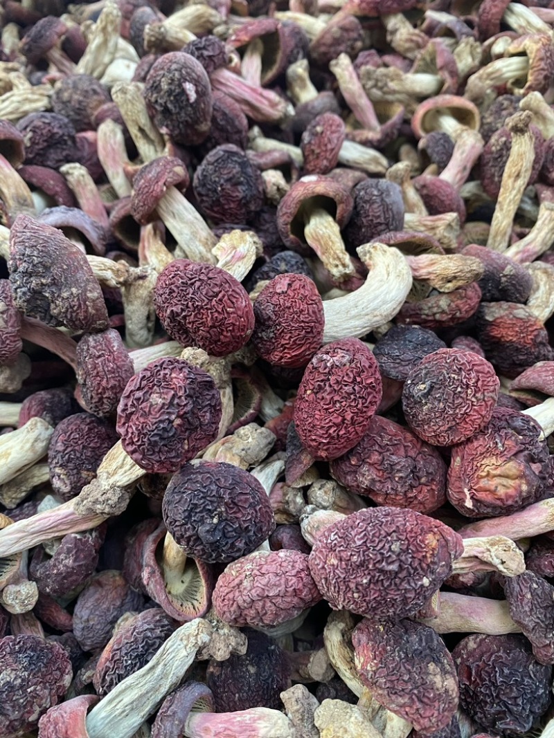 野生红菇小菇蕾，正红菇小菇丁，有量有价！有意向的电联！