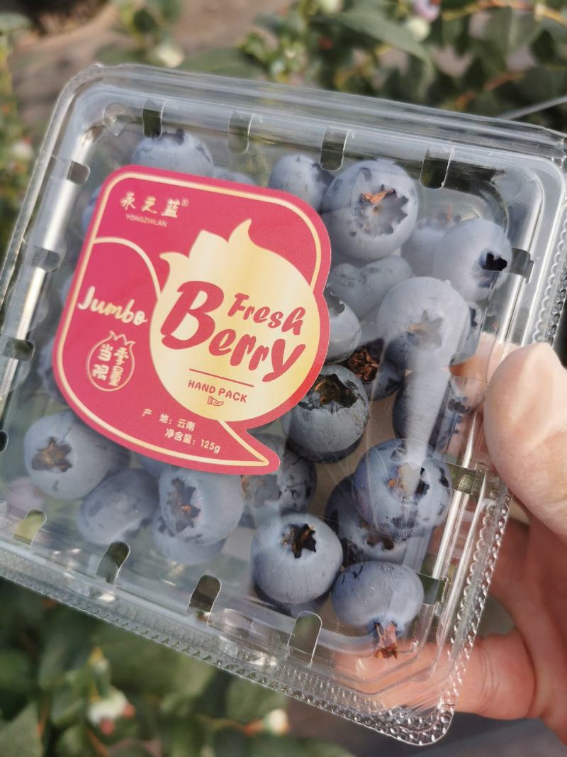 云南花香蓝莓山地蓝莓高原蓝莓脆甜香果型大