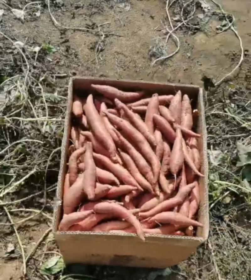 西瓜红红薯