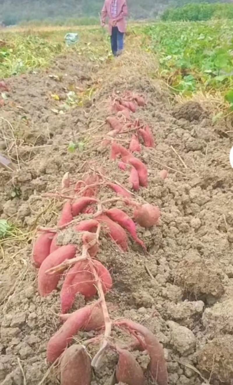 西瓜红红薯