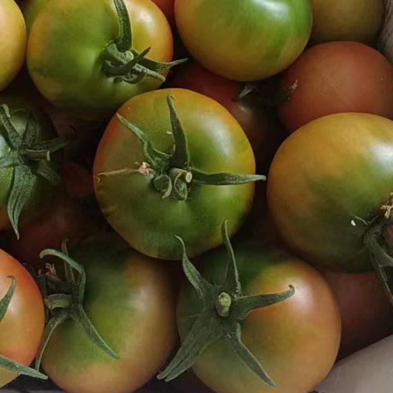铁皮柿子铁皮番茄碱地草莓西红柿山东基地现货支持社团市场