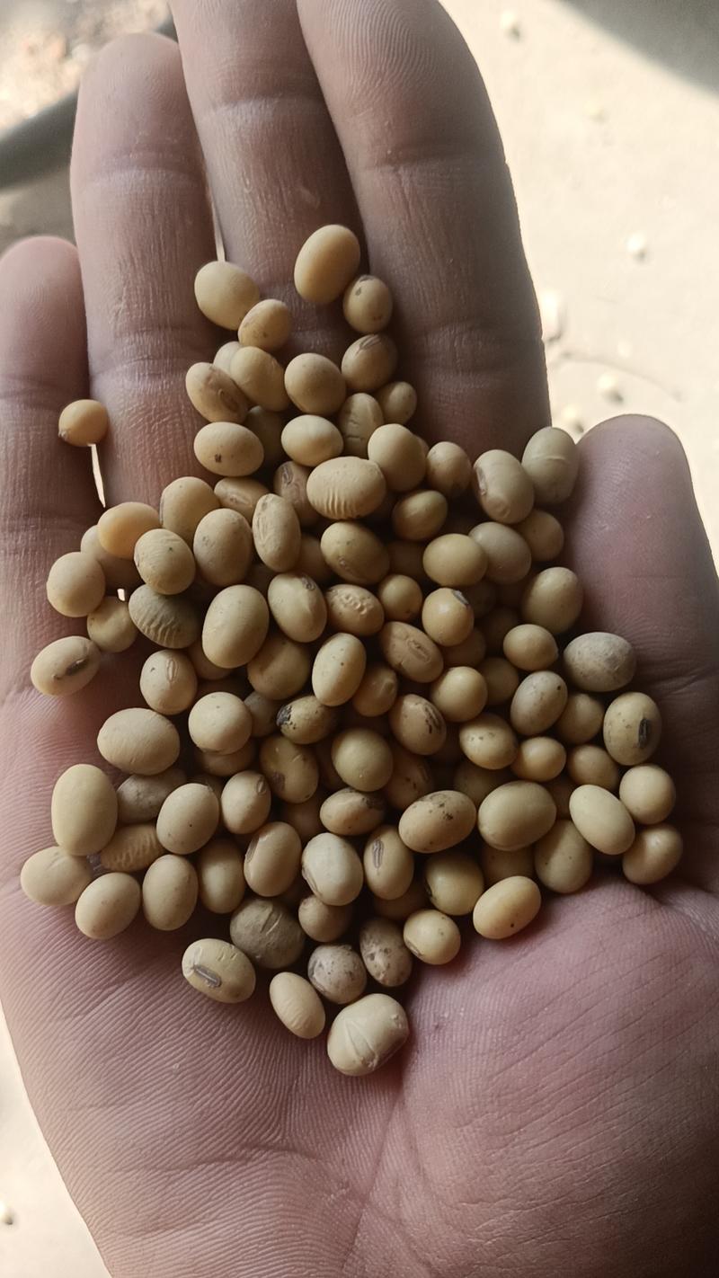 安徽大豆净粮常年供应