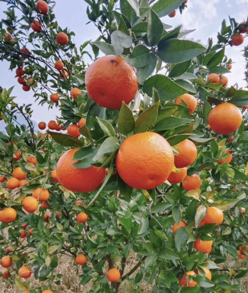 红桔种子红橘种子柑橘种子嫁接砧木种子提供播种育苗技术量多