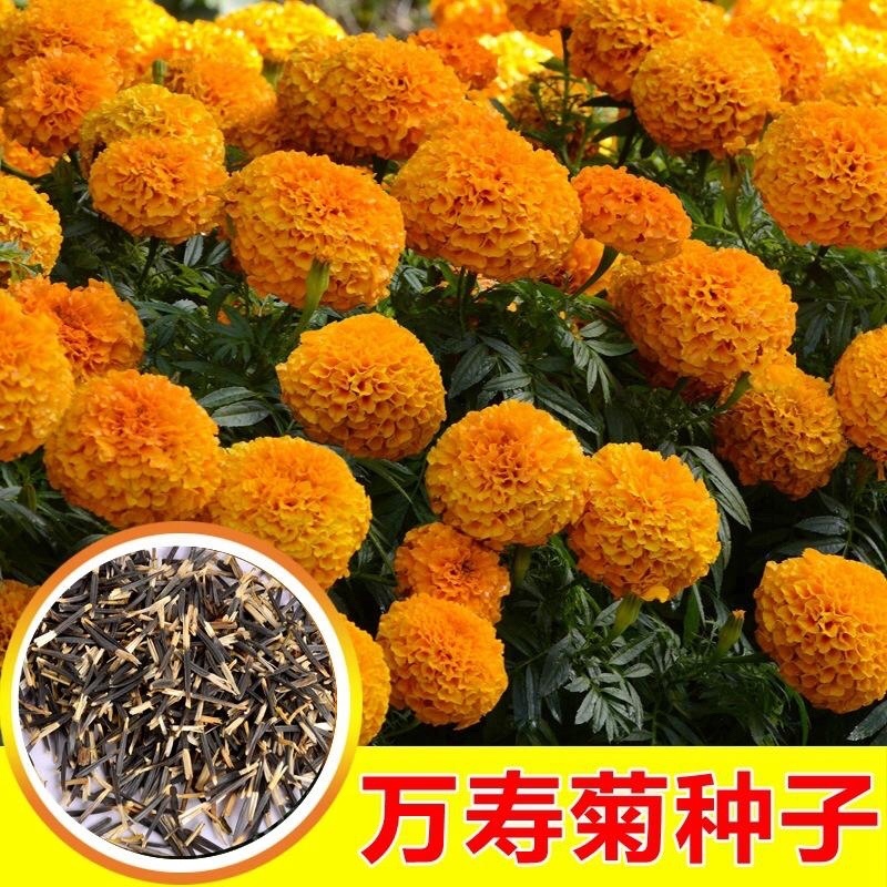 万寿菊种子品质保证出芽率高货源充足可长期合作欢迎下单