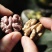 云南紫皮核桃，承接一件代发，社区团购，大量供货中…