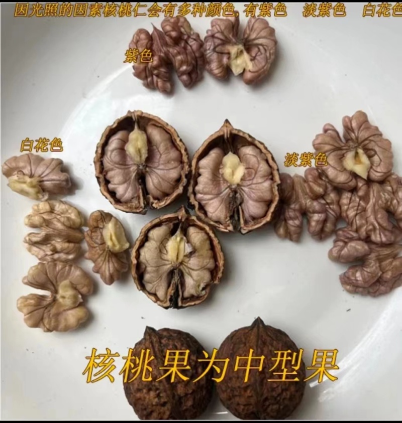 云南紫皮核桃，承接一件代发，社区团购，大量供货中…