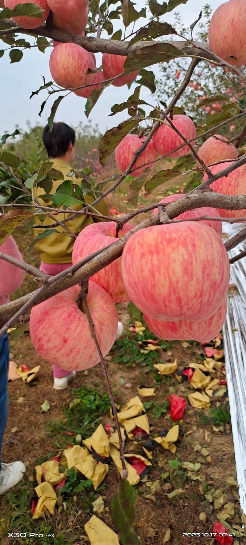 白水红富士苹果正在出库中，个大色红，糖度高皮薄，香脆甜。