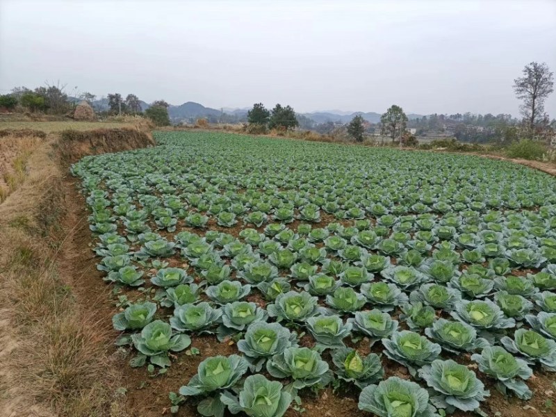 京丰一号莲花白