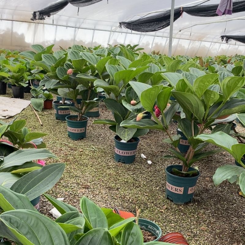 荷兰进口宝莲灯基地直发