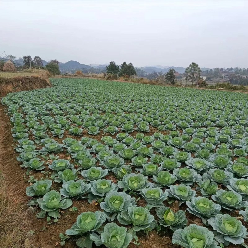 京丰一号莲花白