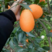 长虹脐橙秭归精品脐橙大量有货提供产地一条龙服务全国发货