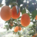 长虹脐橙秭归精品脐橙大量有货提供产地一条龙服务全国发货