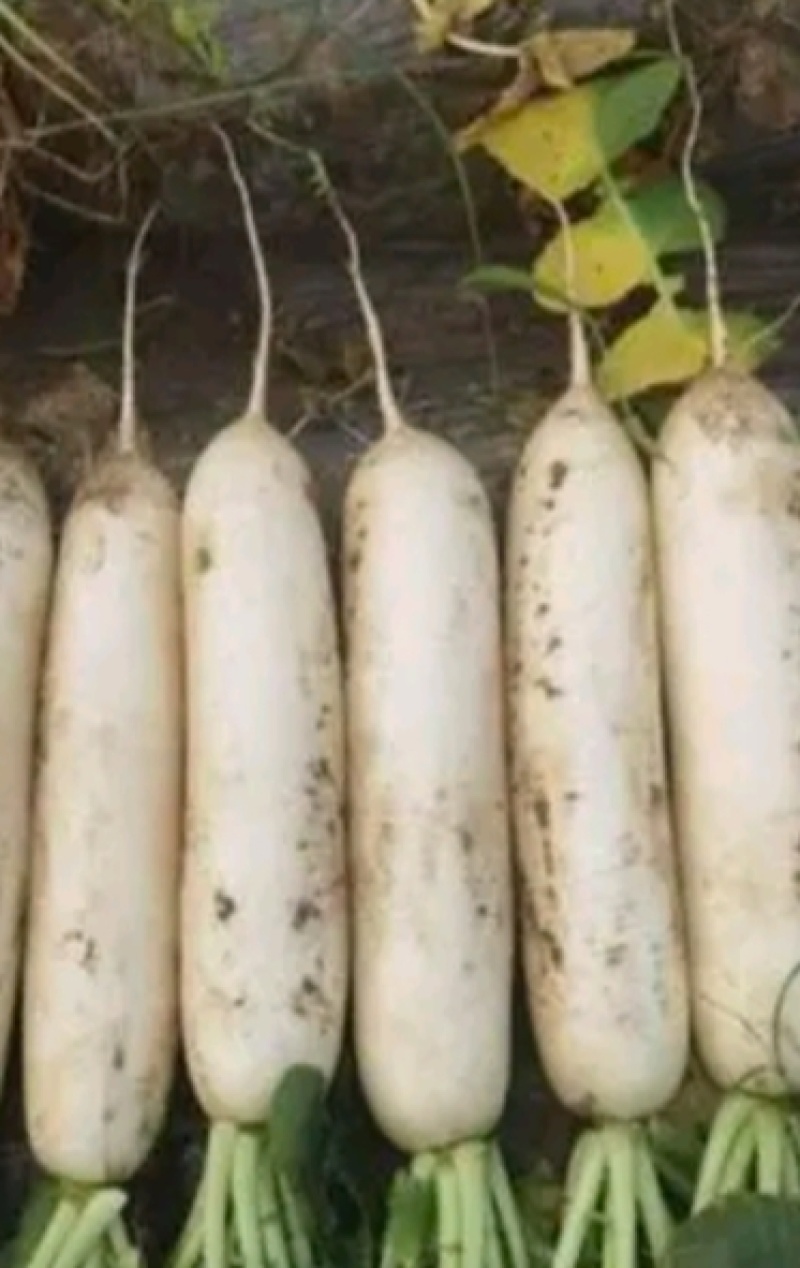 70亩象牙白萝卜大量上市、需要老板请联系。