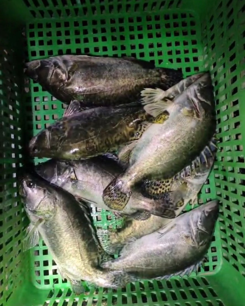 鲈鱼，鳜鱼