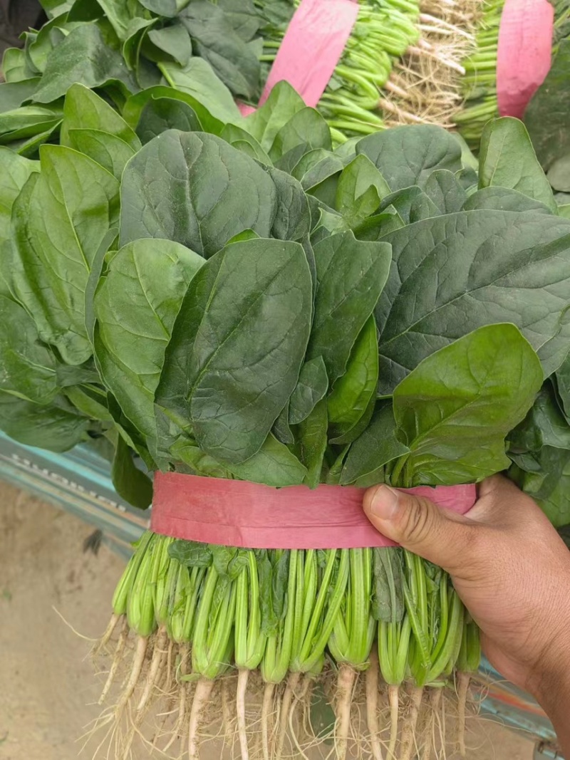 精品菠菜，专注精品，商超，电商，市场，量大从优