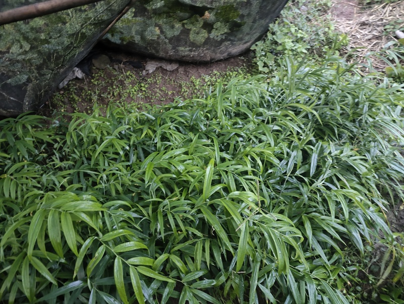 四川多花高杆不倒苗黄精种苗，基地一手货源，可视频看货