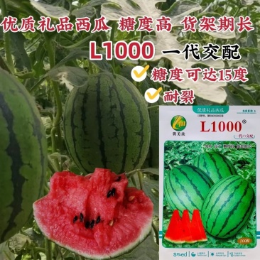 精品礼品西瓜种籽L1000西瓜种子特甜耐裂一代交配早熟小