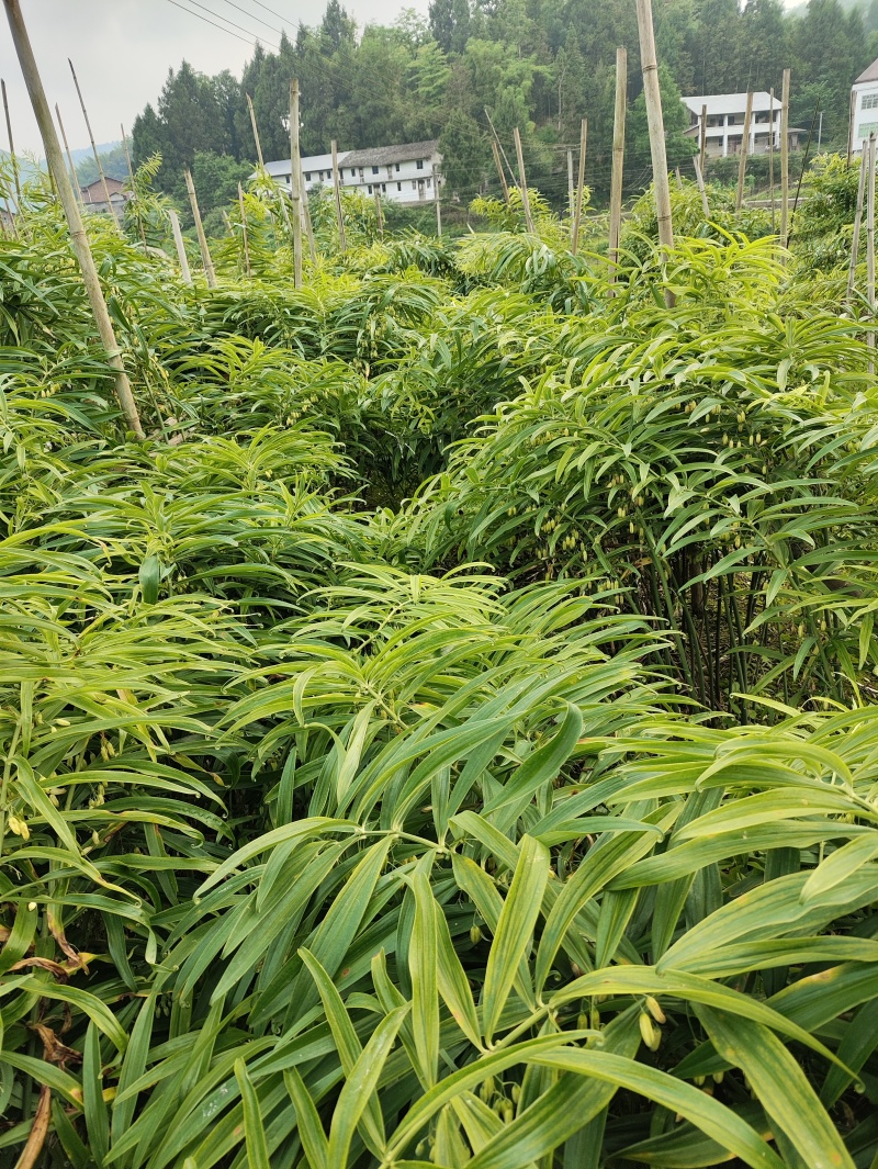 四川多花高杆不倒苗黄精种苗，基地一手货源，可视频看货