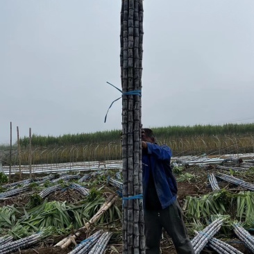 黑皮甘蔗，广西广东黑皮甘蔗**市场之一热带水果黑皮甘蔗