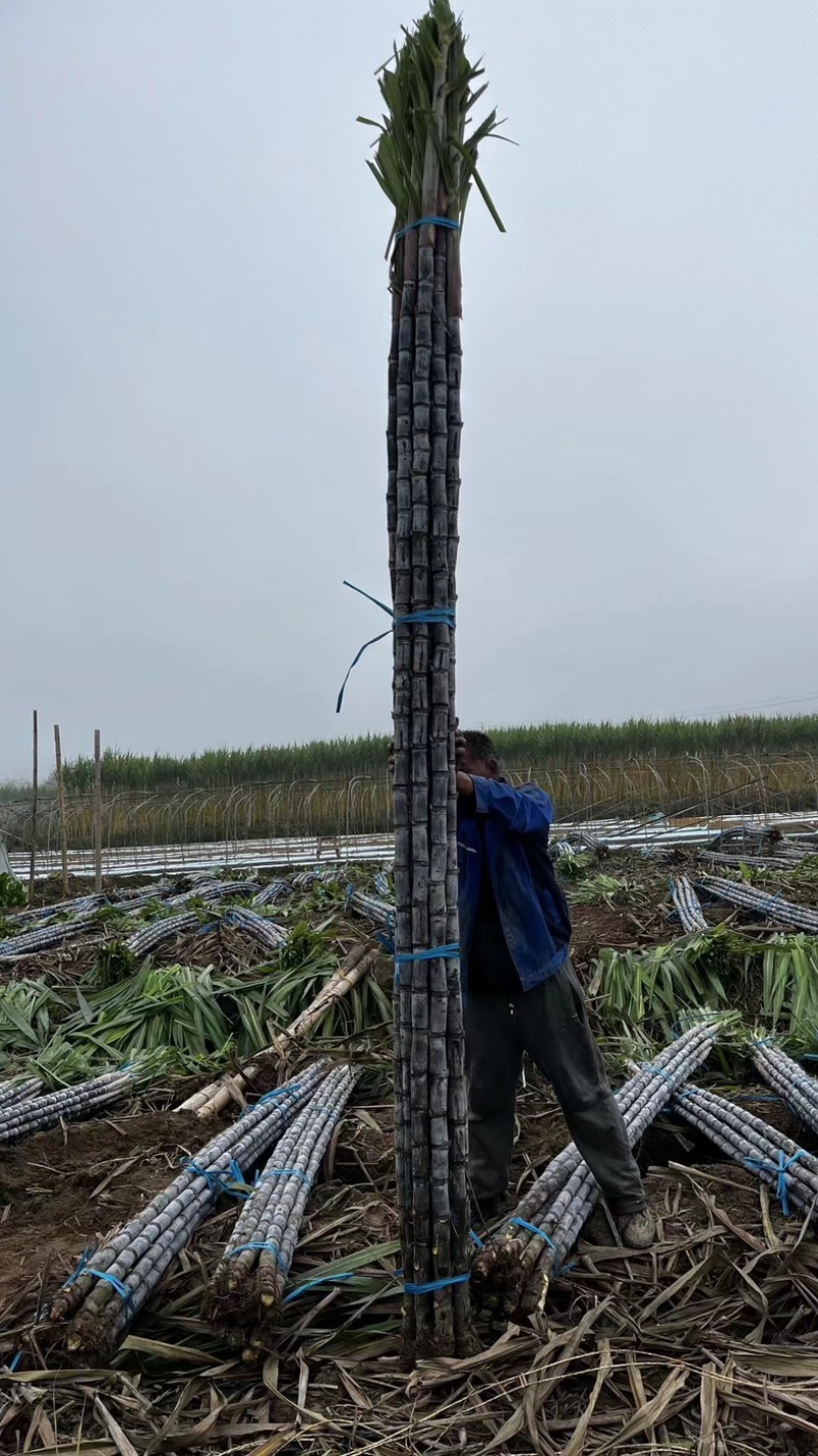 黑皮甘蔗，广西广东黑皮甘蔗**市场之一热带水果黑皮甘蔗