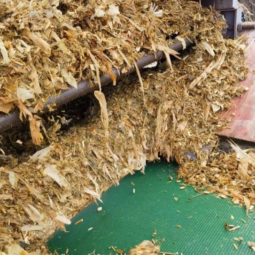 青储玉米厂家供应保证质量常年供应量大从优保证质量