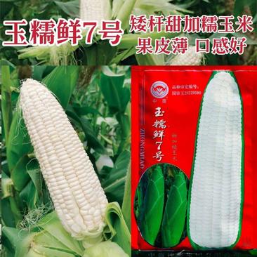 中苗玉糯鲜7号玉米种子甜加糯玉米种子白色鲜食糯玉米种籽