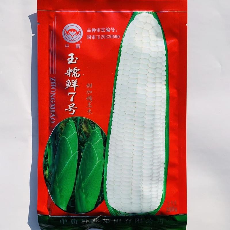 中苗玉糯鲜7号玉米种子甜加糯玉米种子白色鲜食糯玉米种籽